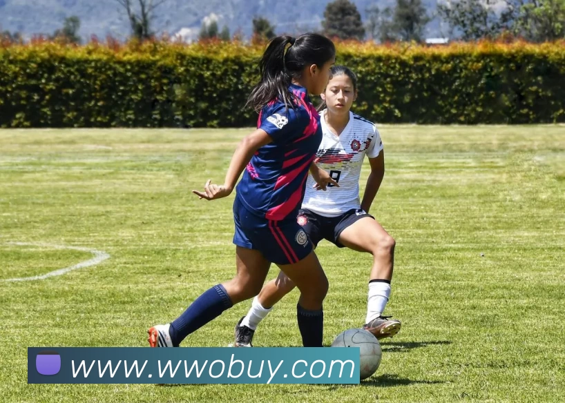 kaiyun平台生态图